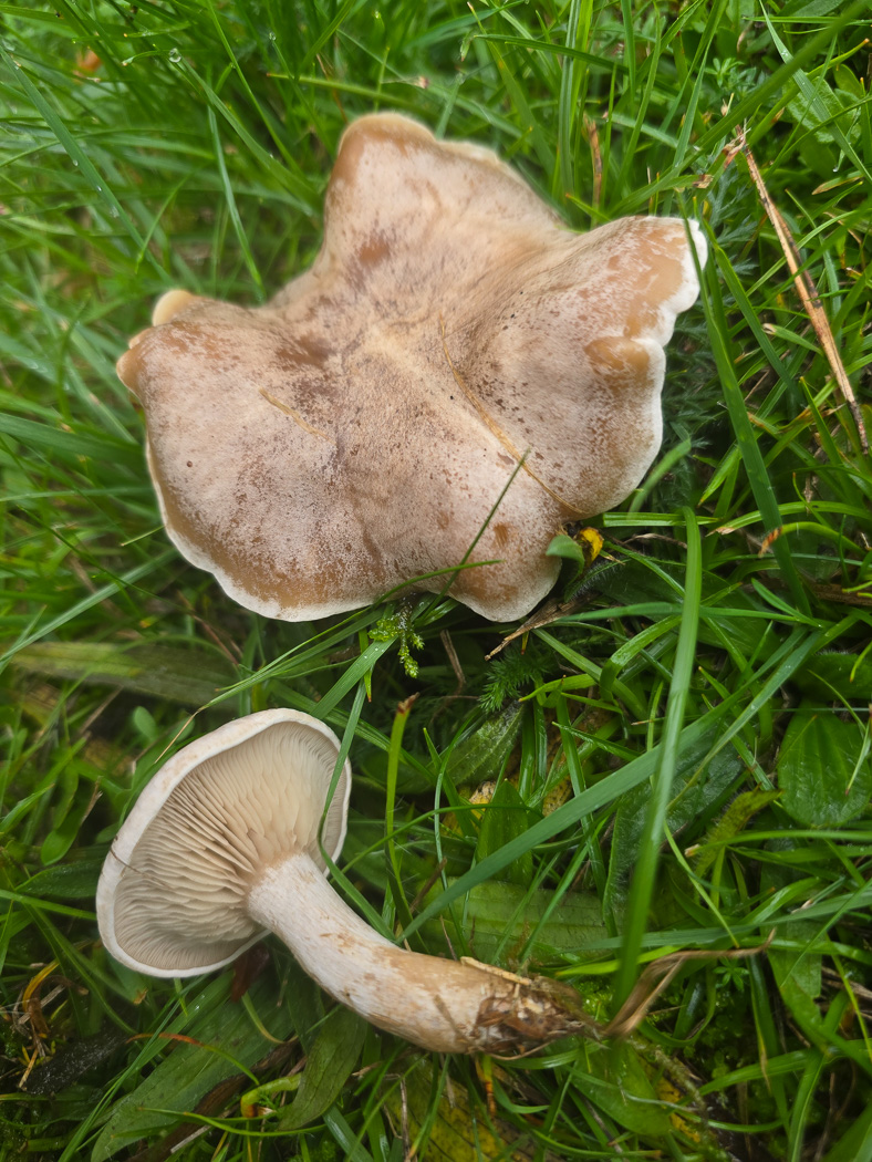 Photo © Jesper Launder Lepista luscinaby Jesper Launder